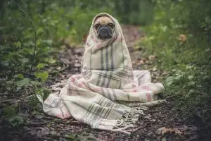 SEO Specialist - Pug